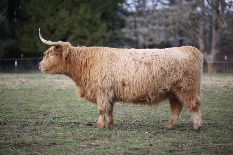 Cows